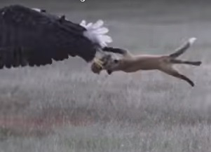 Зрелищно ВИДЕО с бой между лисица и орел заради заек взриви мрежата