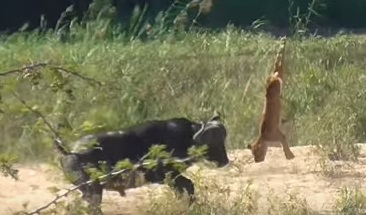Невиждана борба: Смел бик спаси варан от лъвове (ВИДЕО)