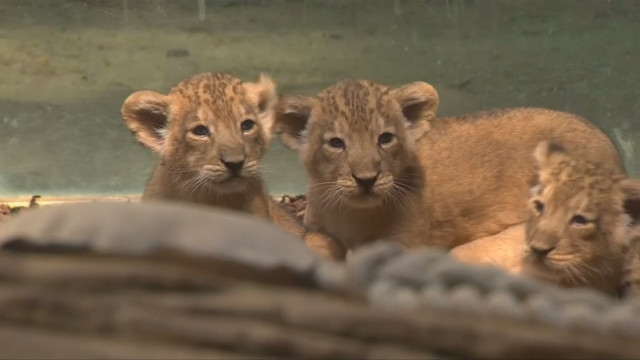 Показаха за първи път лъвчета тризнаци в зоопарка във Франкфурт (ВИДЕО)