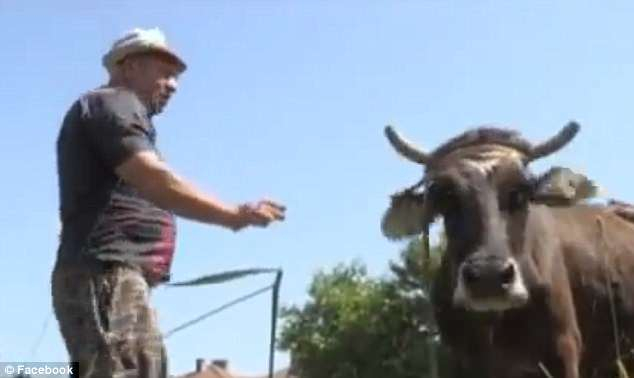 Дейли мейл: Българската крава Пенка ще бъде екзекутирана - напуснала границите на ЕС (ВИДЕО)