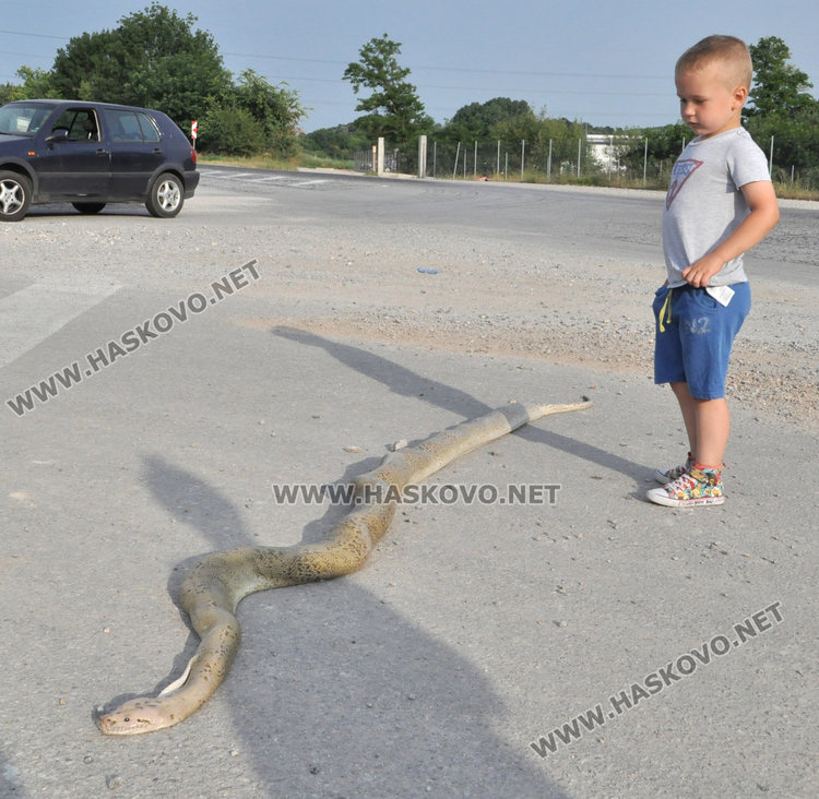 Невиждана гледка: Гигантска триметрова змия на международния път Е-80 край Хасково (СНИМКИ)