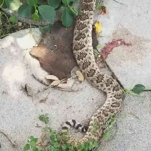 Ужас! Отрязана глава на змия ухапа мъж и го направи жив труп (СНИМКИ 18+)