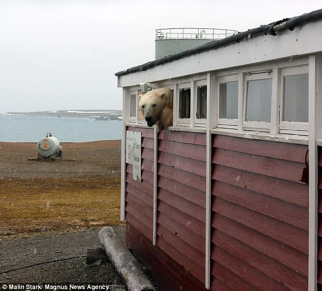 Бяла мечка се заклещи в прозорец, след като преяде с шоколад (ВИДЕО)