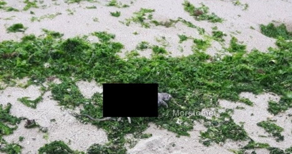 Морето изхвърли грозни зверове на плажа във Варна