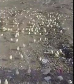 Пълен шаш: Хиляди пилета се излюпиха от яйца, изхвърлени на боклука (ВИДЕО)