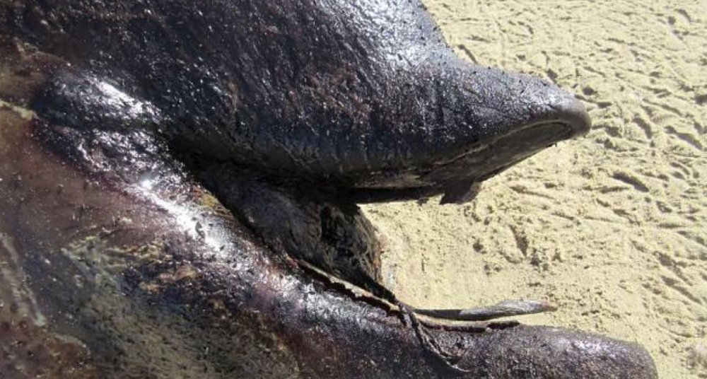 6-метрово морско чудовище край бреговете на Намибия хвърли в шок учените (СНИМКИ)