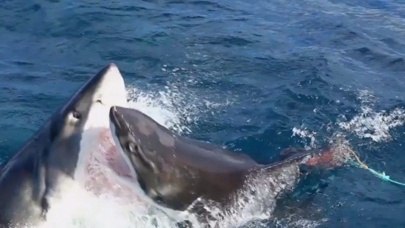 Невиждано ВИДЕО: Акула нападна друга и откъсна парче от нея!