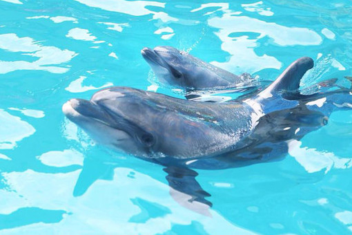Посетителите на украински делфинариум станаха свидетели на истинско чудо (ВИДЕО)