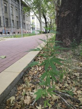 А, каква е тази трева на пловдивски булевард? Май е... (СНИМКА)