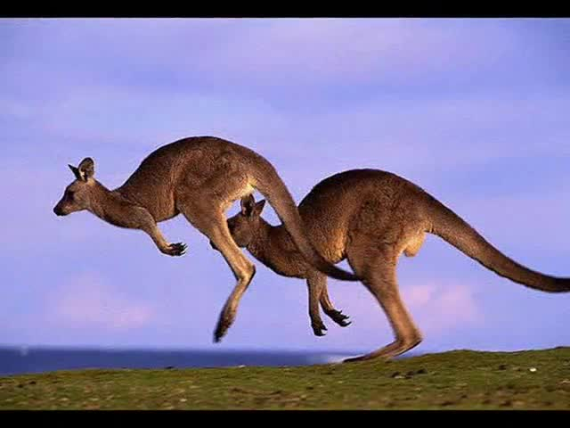 Пияно кенгуру уплаши австралийци (ВИДЕО)