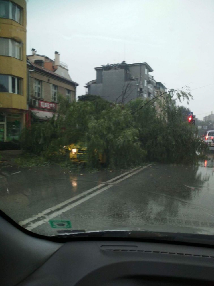 Извънредно в БЛИЦ! Апокалипсис в Пловдив! Дърво падна и хвана в капан шофьор, потоп удари града (СНИМКИ)