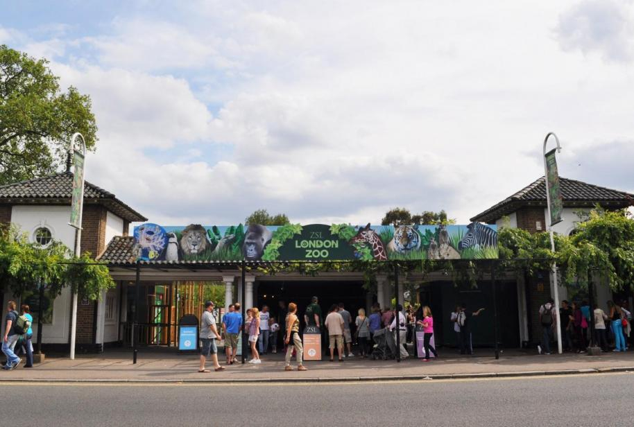 В Лондонския зоопарк измислиха необичаен начин да спасят животните от горещината (ВИДЕО)