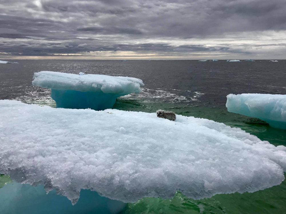 Рибари се натъкват на нещо невиждано върху плаващ айсберг (СНИМКА)