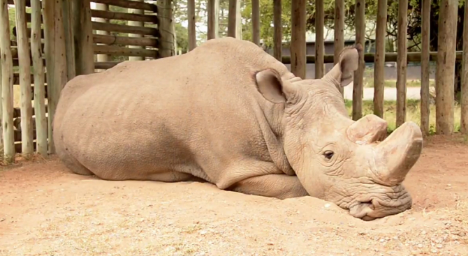 Учени създадоха нещо феноменално със спермата на северен бял носорог