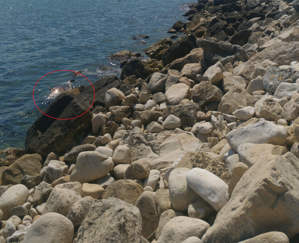 Извънредно в БЛИЦ: Труп изплува на варненския плаж (СНИМКИ 18+)