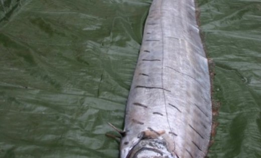 Рибари уловиха в Тихия океан една от най-дългите риби в света (ВИДЕО)