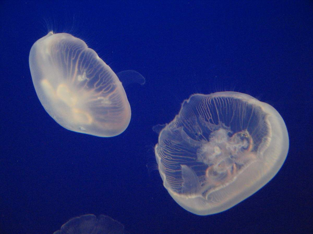 Какво да правите, ако ви опари медуза? Важни стъпки за първа помощ