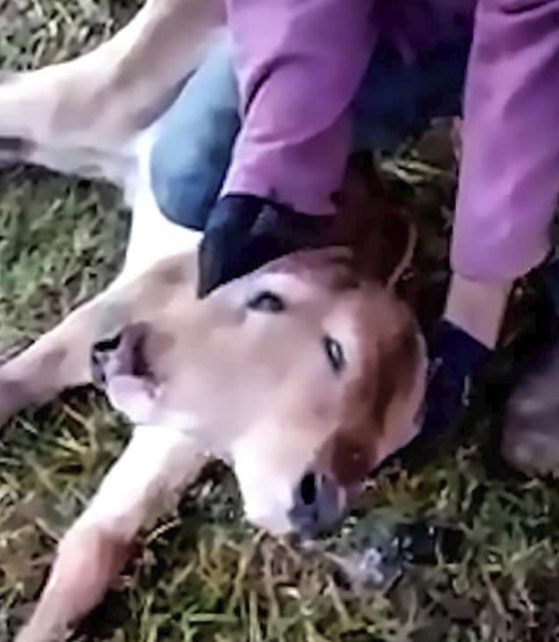 Новородено теленце с две глави шокира фермери в Бразилия (ВИДЕО)