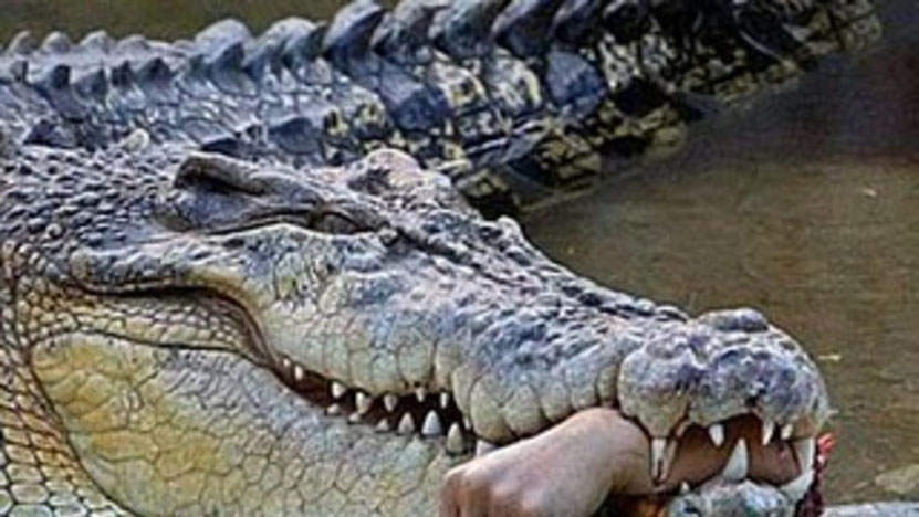 Не сте виждали такъв звяр! Заловиха гигантски крокодил - човекоядец! (СНИМКА)