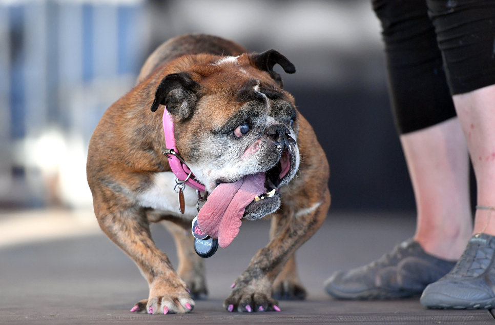 Почина най-грозното куче в света - с огромен език и лакирани нокти (СНИМКИ)