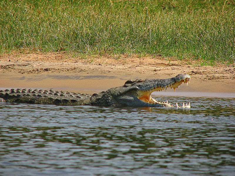 Майка скочи в реката и спаси сина си от крокодил