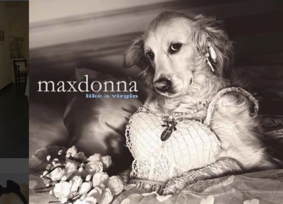 Това куче взриви Инстаграм с фотопародиите си на поп иконата Мадона (СНИМКИ)