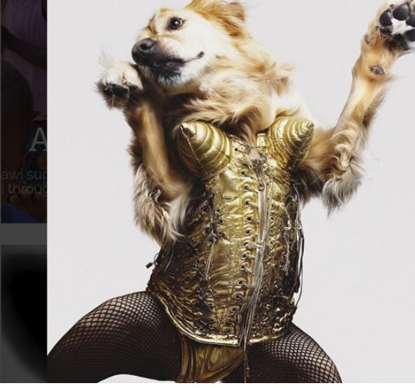 Това куче взриви Инстаграм с фотопародиите си на поп иконата Мадона (СНИМКИ)