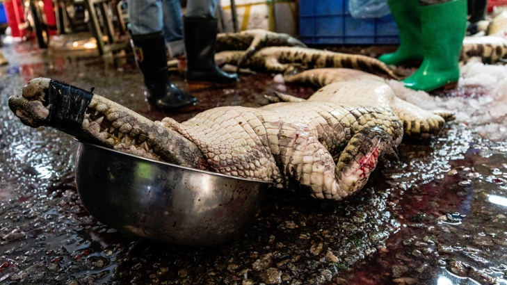 Индонезийци извършиха най-масовото убийство на крокодили, причината ще ви смае