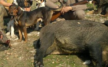 Заради африканска чума: Авджиите обявиха бойкот на лова на диви прасета