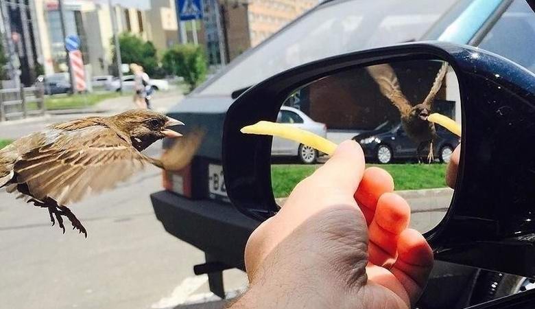 Тайнствена илюзия с отражение на врабче в огледало на кола взриви мрежата (СНИМКА)
