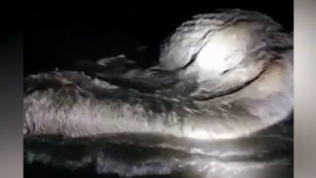 Жители на Филипините откриха тайнствено чудовище на брега на океана (ВИДЕО)