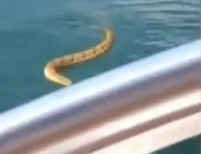 Паника и писъци на лодка, преследвана от гърмяща змия, която иска да скочи върху хората (ВИДЕО)