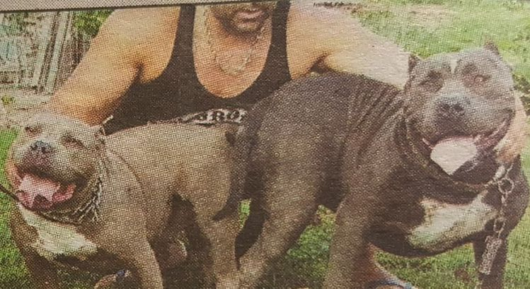 Седем свирепи кучета бойци разкъсали 33-годишния си стопанин Живко за секунди 