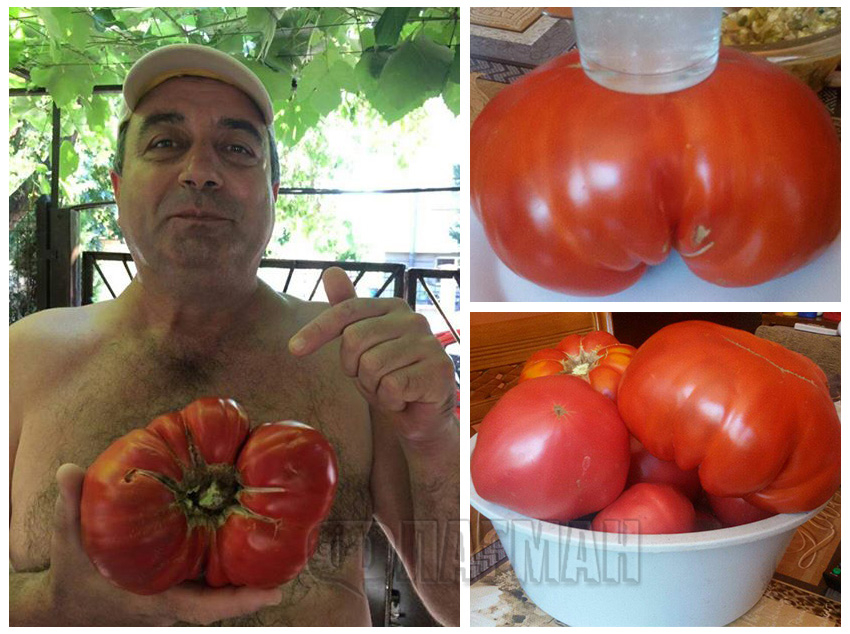 С любов и без ГМО: Иван от бургаския квартал Сарафово отгледа ето този огромен зеленчук! (СНИМКИ)