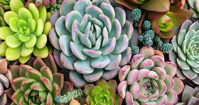 9 растения, с които ще привлечете пари, любов и благоденствие в дома си!