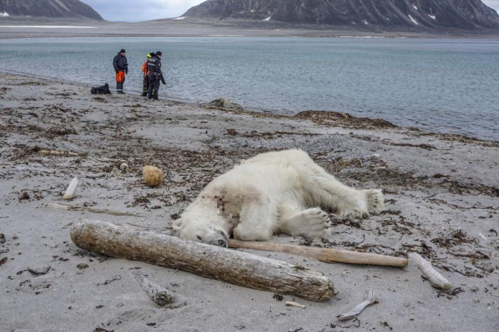 Застреляха полярна мечка, нападнала туристи