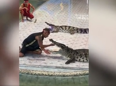 Ужас: Крокодил почти отхапа ръката на дресьор (ВИДЕО)
