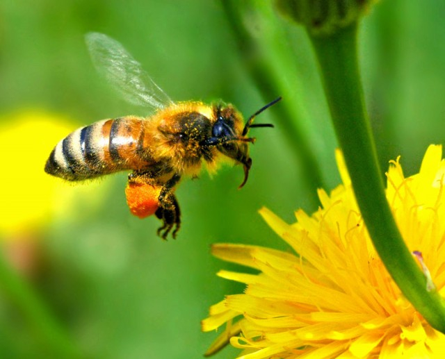 Науката обяснява какво ще стане, ако всички пчели умрат