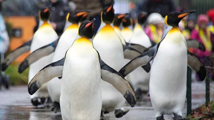 Голяма опасност е надвиснала над кралския пингвин