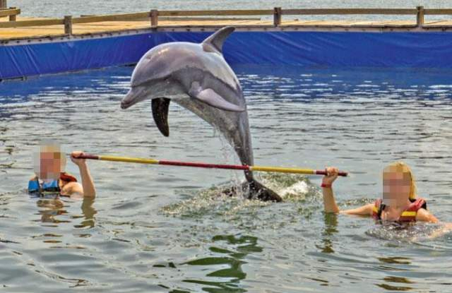 Вадят зъбите на делфините на остров Бали! Вижте защо