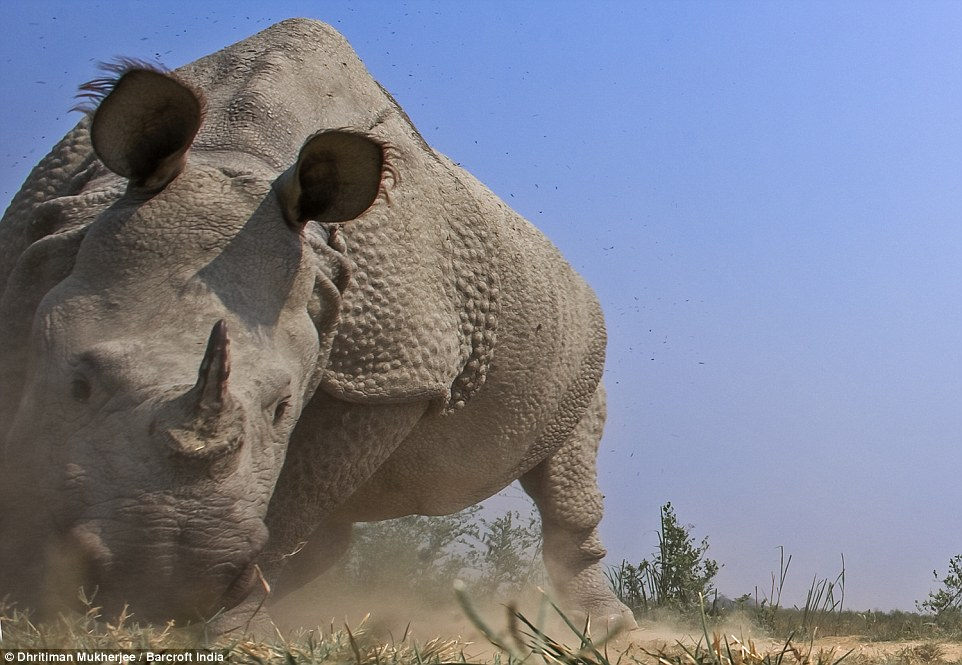 Ужасяващ сблъсък: Носорог атакува семейство в сафари парк (ВИДЕО)