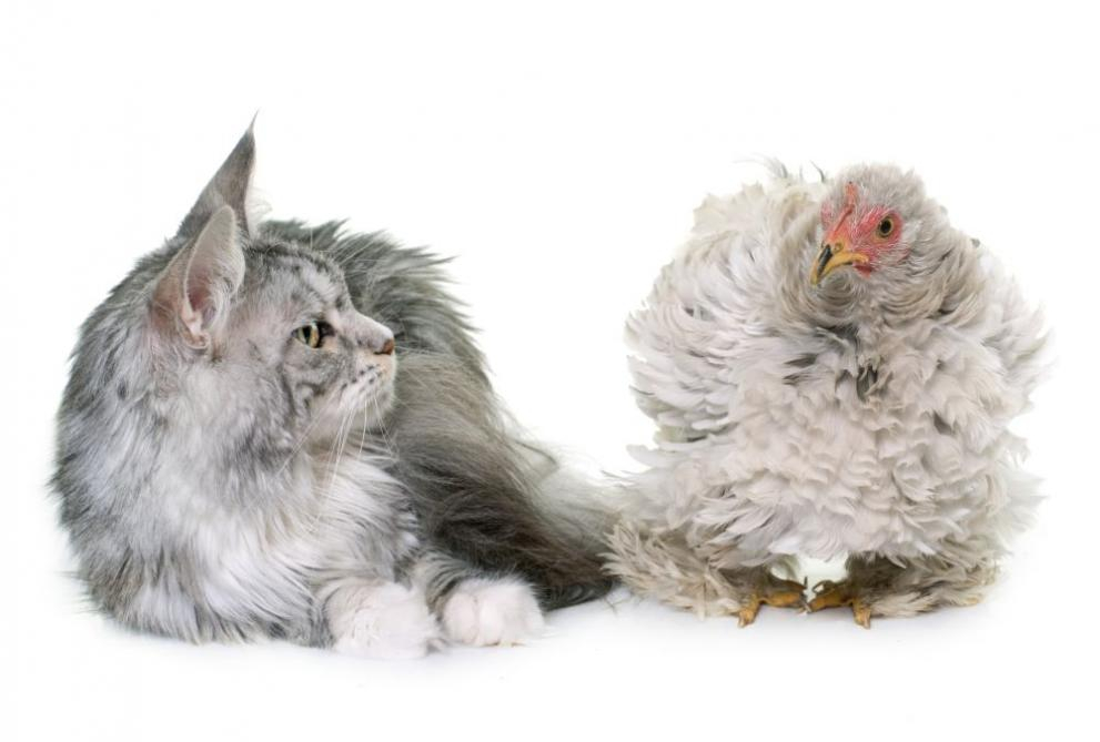 Пожар провокира необичайно приятелство между котка и кокошка (СНИМКА)
