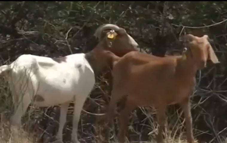Нападение! Стадо от над 100 кози се появи в малко градче и стана страшно (ВИДЕО)
