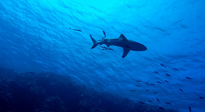 Ад в Червено море, акула издебна турист и го уби в курорт, в който почиват много българи (СНИМКИ)