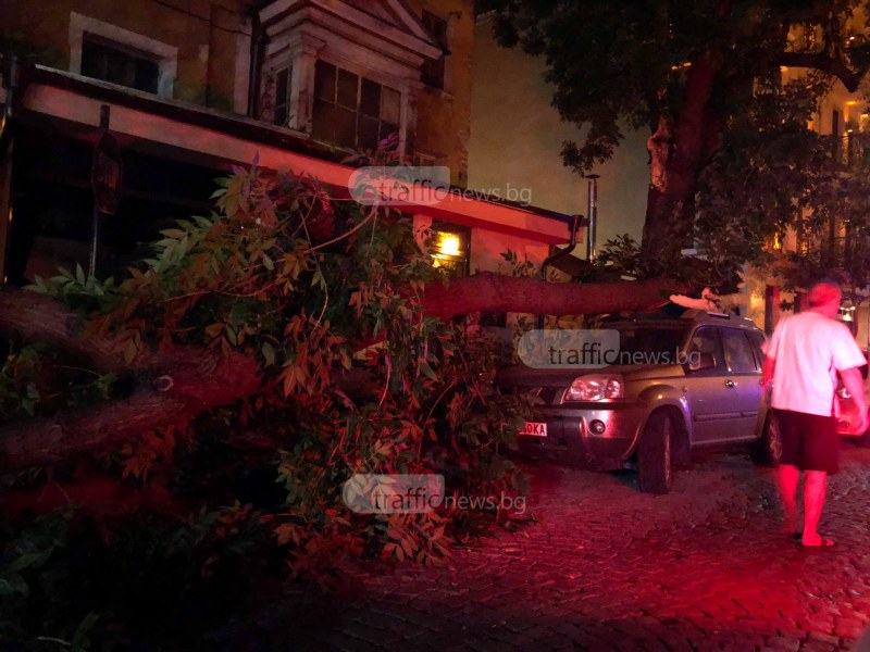 Дърво се стовари върху кола в центъра на Пловдив (СНИМКИ)