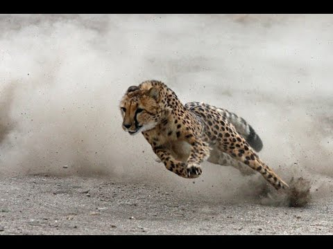 Мислите си, че гепардът е най-бързото същество, много бъркате (СНИМКИ)