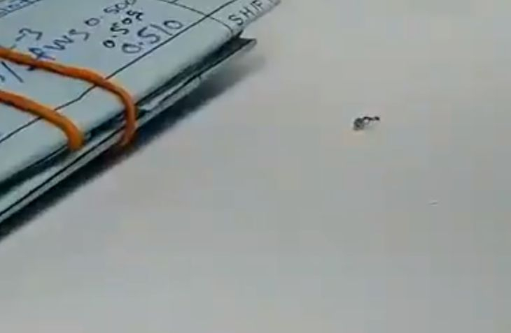 The Sun: Мравка се опитала да открадне брилянт от бижутериен магазин  (ВИДЕО)  