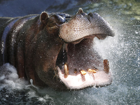 Фатален инцидент: Хипопотам уби турист само с едно захапване на безпощадната си челюст