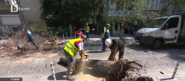 Пълен абсурд: Дърво изпреварило общината, за да сътвори страшния инцидент в София (ВИДЕО)