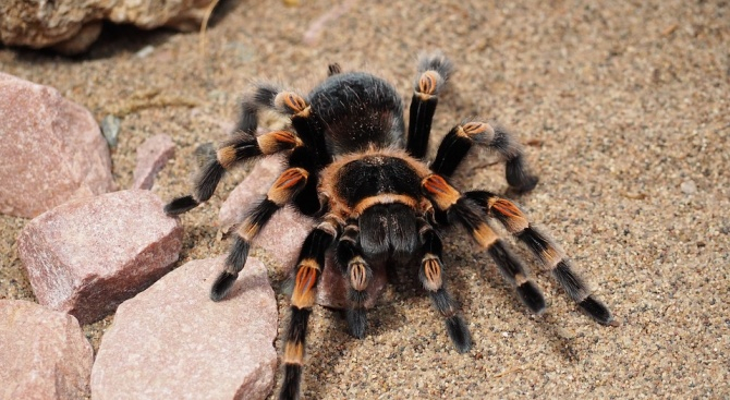 Властите в Мексико забраниха деликатес с тарантули
